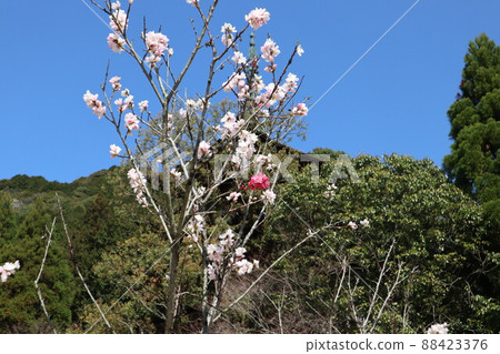 Scenery of spring cherry blossoms at Rurikoji Temple in Yamaguchi 88423376