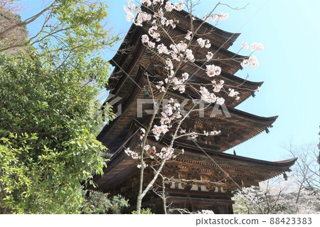Scenery of spring cherry blossoms at Rurikoji Temple in Yamaguchi Scenery of spring cherry blossoms at Rurikoji Temple in Yamaguchi 88423383