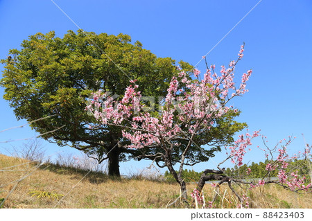 Keihanna Memorial Park (Kyoto Prefectural Kansai Science City Memorial Park) [Seika Town, Kyoto Prefecture] 88423403