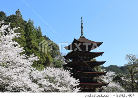 Scenery of spring cherry blossoms at Rurikoji Temple in Yamaguchi 88423404