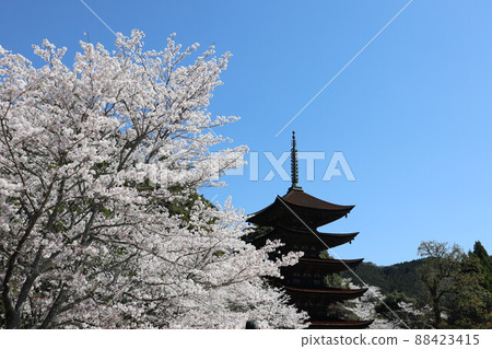 山口琉璃光寺春天的櫻花景色 88423415