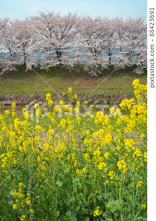 京都桂川綠地公園的櫻花樹和油菜花 京都桂川綠地公園的櫻花樹和油菜花 88423691