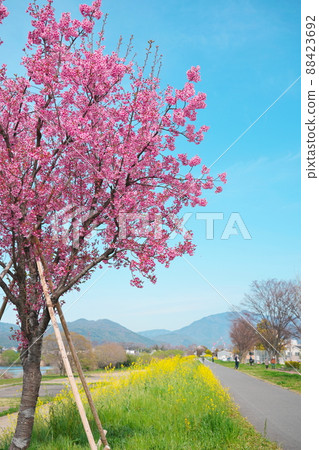 京都桂川綠地公園的櫻花樹和油菜花 京都桂川綠地公園的櫻花樹和油菜花 88423692