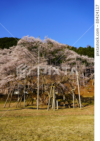 Usuzumi cherry blossoms bathing in the morning sun Usuzumi cherry blossoms bathing in the morning sun 88424117