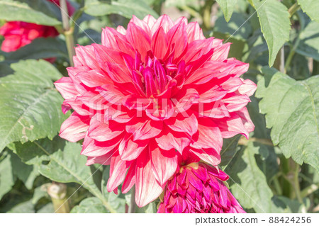 大麗花【品種：紅獅】 88424256