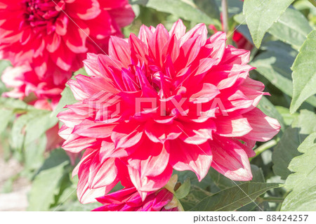 大麗花【品種：紅獅】 88424257