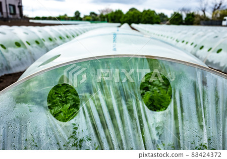 Image of carrot tunnel cultivation 88424372