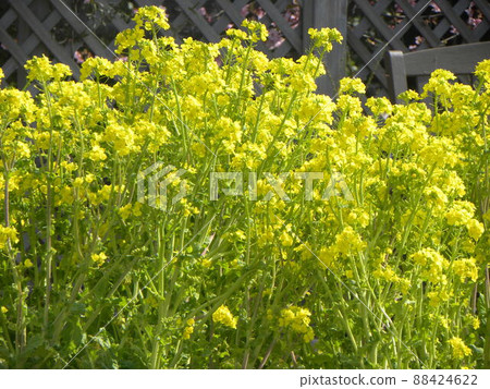 Rape blossoms in the front yard of Sanyo Medea Flower Museum 88424622