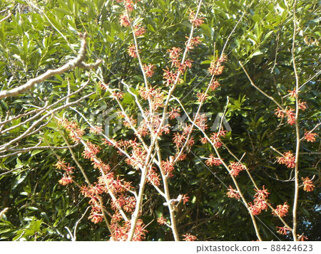 Red witch hazel flowers in the backyard of the Sanyo Medea Flower Museum 88424623