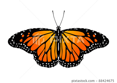 Butterfly Butterfly 88424675