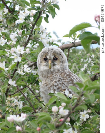 Take a break at the owl branch in the daytime ⑤ 88424972