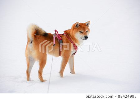 Shiba Inu 88424995
