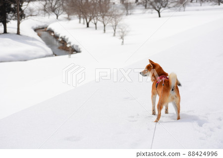 Shiba Inu 88424996