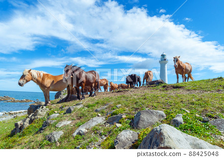[Shimokita Peninsula, Shirikitazaki, Aomori Prefecture] A landscape with a chalk lighthouse and a cold horse 88425048