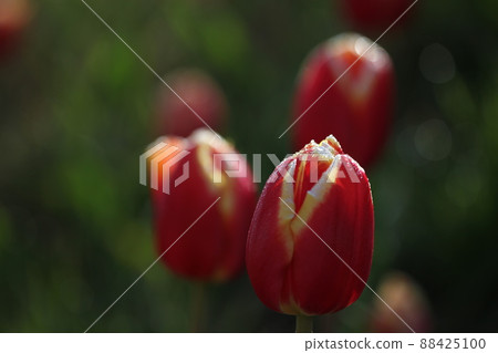 對 Spring Queen Tulip 感到滿意！ 88425100