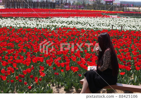 對 Spring Queen Tulip 感到滿意! 對 Spring Queen Tulip 感到滿意! 88425106