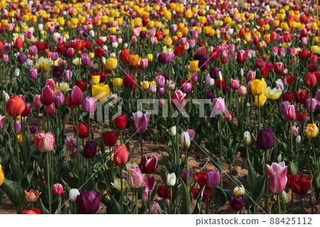 對 Spring Queen Tulip 感到滿意！ 88425112