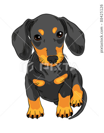Cute dachshund puppy Cute dachshund puppy 88425126