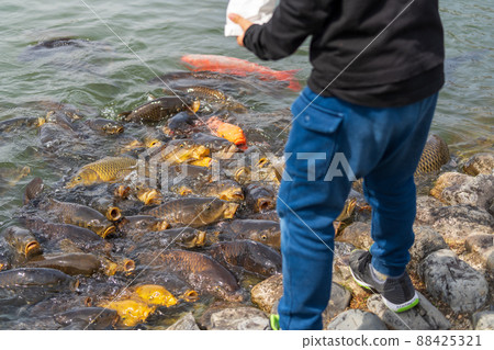 A boy feeding carp in aquaculture pond A boy feeding carp in aquaculture pond 88425321