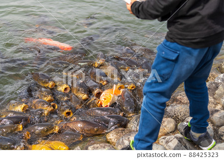 一個男孩在水產養殖池餵鯉魚 一個男孩在水產養殖池餵鯉魚 88425323