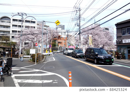 東京國分寺的野川櫻(一里塚橋-不動橋) 東京國分寺的野川櫻(一里塚橋-不動橋) 88425324