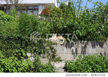 Okinawa Naha Tsuboya Yachimun Street Cat 88425350