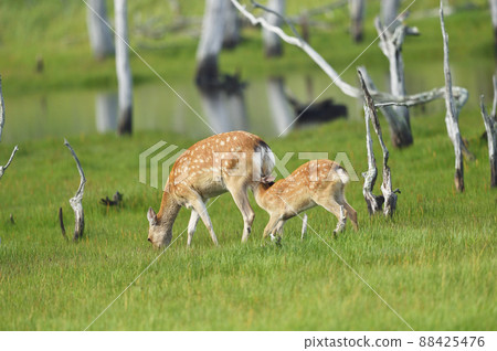 Ezo deer for children begging for breastfeeding (Hokkaido) Ezo deer for children begging for breastfeeding (Hokkaido) 88425476