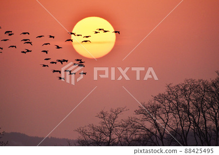 Sunset and Magan（北海道宮島沼市） 88425495