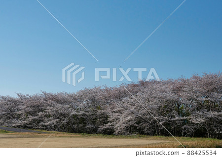 笠原櫻花公園的櫻花 88425534