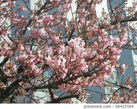 Kawazu cherry blossoms in front of Inage Kaigan station are in full bloom. 88425564