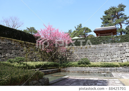 Stone wall and plum of Fukui castle ruins (Fukui prefectural office) 88425701