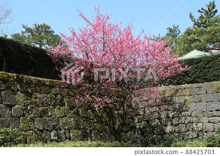Stone wall and plum of Fukui castle ruins (Fukui prefectural office) 88425703