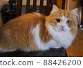 Munchkin on the chair 88426200