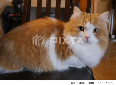 Munchkin on the chair 88426200