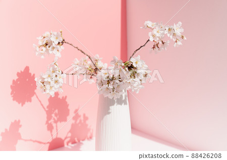 Cherry blossoms in a vase with a pink background 88426208