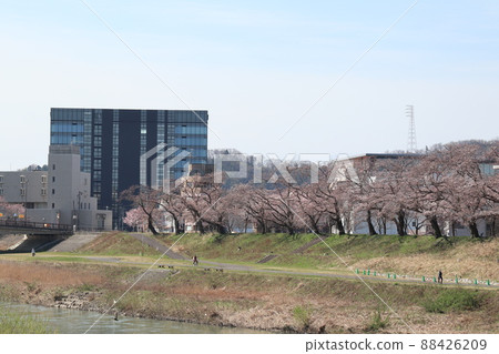 A row of cherry blossom trees on the Asuwa River (Fukui City, Fukui Prefecture) 88426209