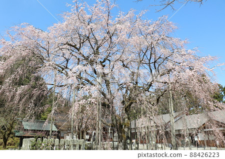 Weeping cherry tree standing in the precincts of Asuwa Shrine 88426223