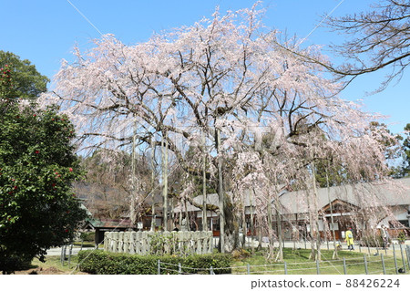 Weeping cherry tree standing in the precincts of Asuwa Shrine Weeping cherry tree standing in the precincts of Asuwa Shrine 88426224
