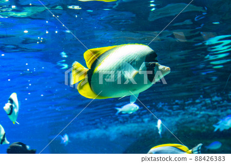Tropical fish Tropical fish 88426383