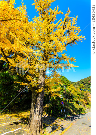 Autumn leaves of the large ginkgo of Hochiin [Ogi City, Saga Prefecture] 88426432