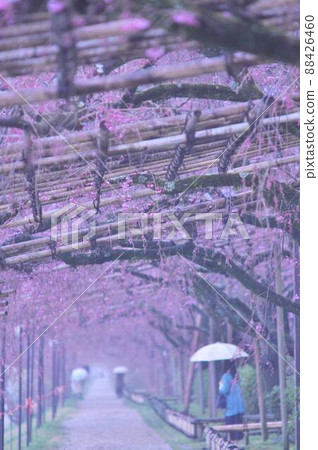 櫻花在京都 88426460