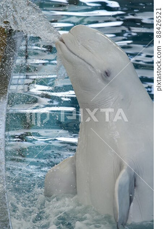 猛烈噴水的白鯨 猛烈噴水的白鯨 88426521