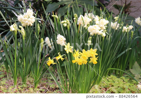Teta Tate and Bunch-flowered daffodil flowers blooming in the spring garden of Japan Teta Tate and Bunch-flowered daffodil flowers blooming in the spring garden of Japan 88426564