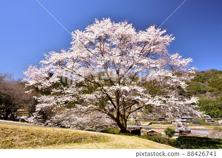 Tea plantations and light ink cherry blossoms in the Takehara area 88426741