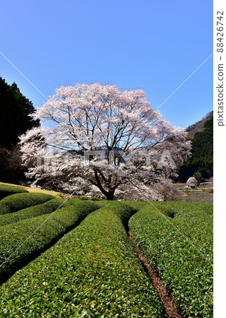 Tea plantations and light ink cherry blossoms in the Takehara area 88426742