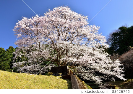 Tea plantations and light ink cherry blossoms in the Takehara area Tea plantations and light ink cherry blossoms in the Takehara area 88426745