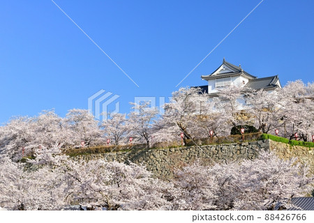 津山公園的櫻花(津山城) 津山公園的櫻花(津山城) 88426766