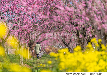 Furukawa Peach Festival Peach and Rape blossoms 88426849