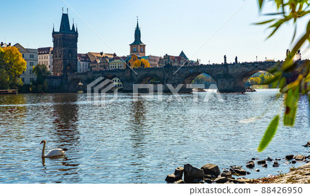 View on Charles bridge and Swans on Vltava river View on Charles bridge and Swans on Vltava river 88426950