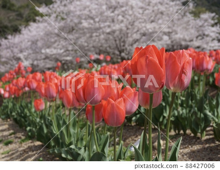 Flower collaboration 88427006